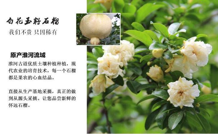 白(bái)花石榴品種特性,白(bái)花石榴品種特性介紹