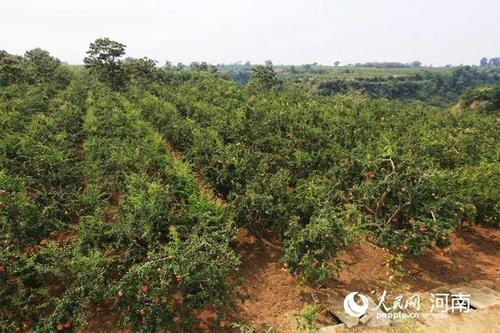 河陰石榴基地航拍地圖,河陰石榴基地航拍地圖圖片