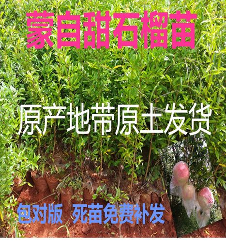 正宗蒙自石榴苗-蒙自石榴樹(shù)苗木基地電(diàn)話(huà)是多少