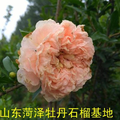 黃牡丹石榴品種,黃花牡丹石榴