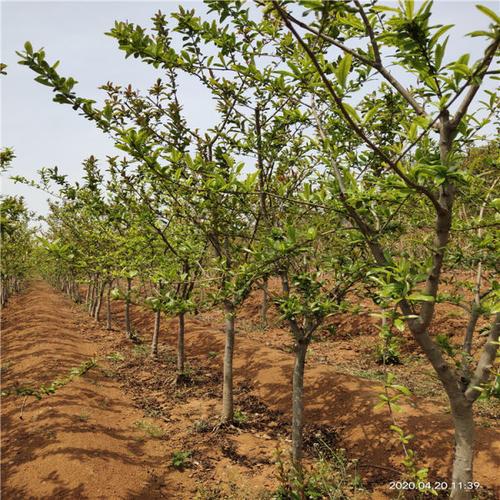 合肥2年生(shēng)石榴苗介紹,合肥石榴種植基地