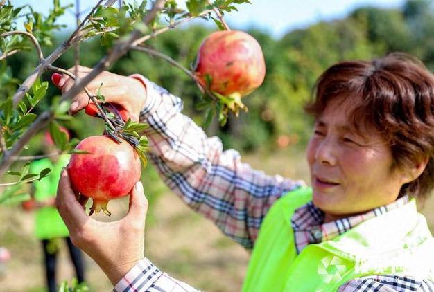 西安石榴每斤價格,西安石榴每斤價格是多少