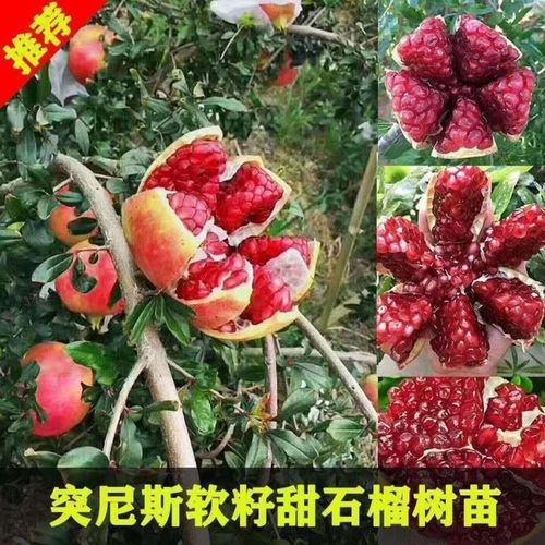 矮種石榴苗叫什麽名字好聽(tīng)-矮石榴樹(shù)品種