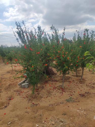 荥陽河陰軟籽石榴種植技術-荥陽河陰軟籽石榴樹(shù)苗