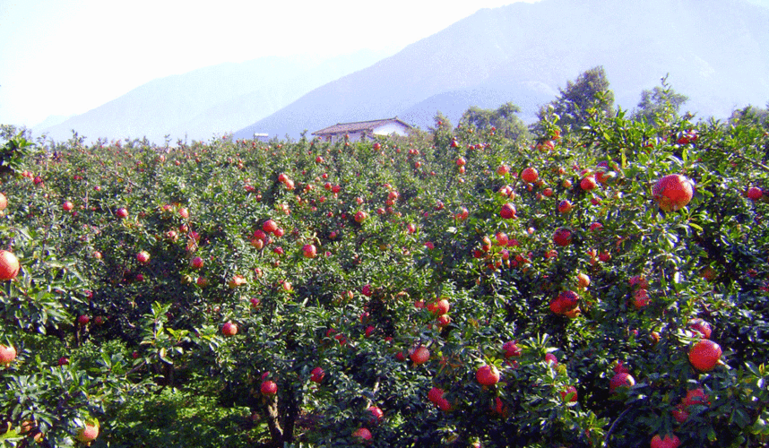 大(dà)田石榴苗生(shēng)産,大(dà)田石榴苗生(shēng)産基地