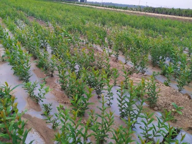 蒙自石榴甜苗,蒙自石榴甜苗種植基地