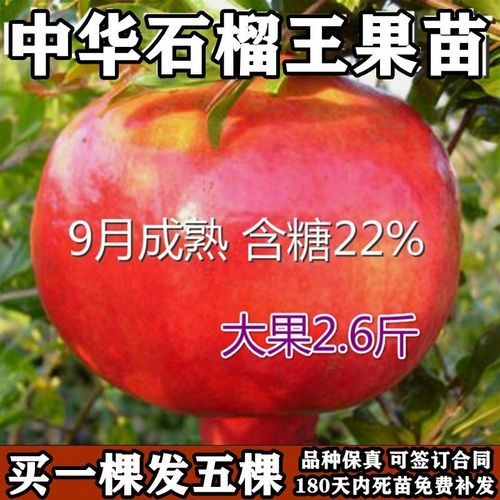 石榴試種品種-石榴果苗品種介紹