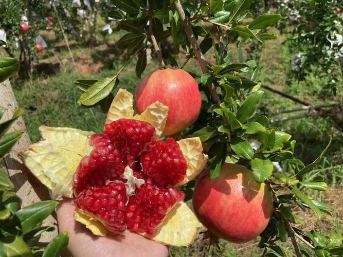 河陰突尼斯軟籽石榴-河陰突尼斯軟籽石榴特點