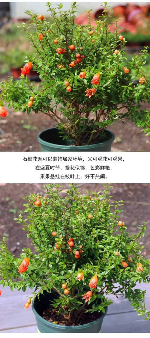 石榴花怎麽養苗-石榴花如何養種植