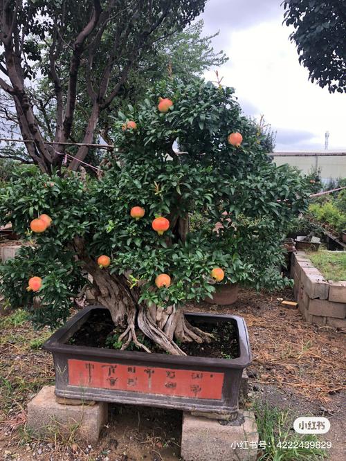 盆景石榴樹(shù)葉子發黑怎麽辦,盆景石榴樹(shù)葉子發黑怎麽辦呢