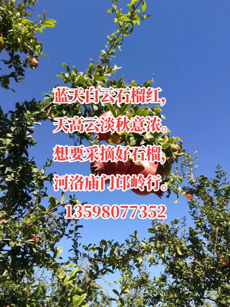 荥陽河陰鎮石榴園,荥陽河陰鎮石榴園社區電(diàn)話(huà)