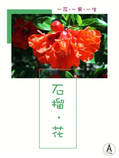 河陰石榴花開(kāi)介紹,河陰石榴幾月開(kāi)花