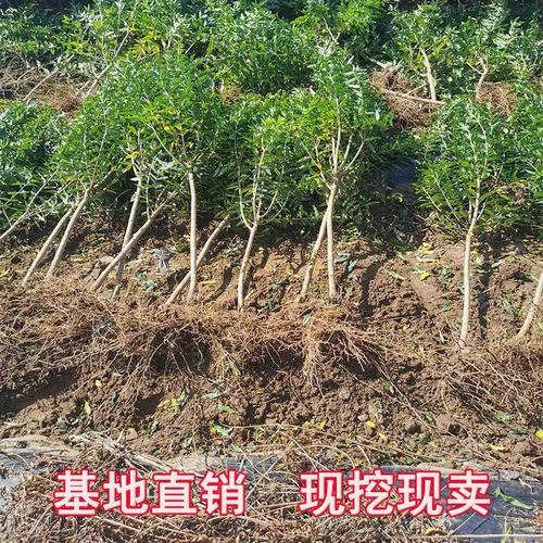 裸苗石榴苗怎麽種植,裸苗石榴苗怎麽種植視頻(pín)