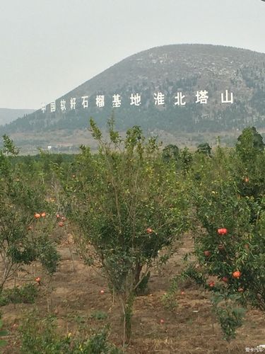 劉溝河陰石榴采摘,劉溝河陰石榴采摘園地址