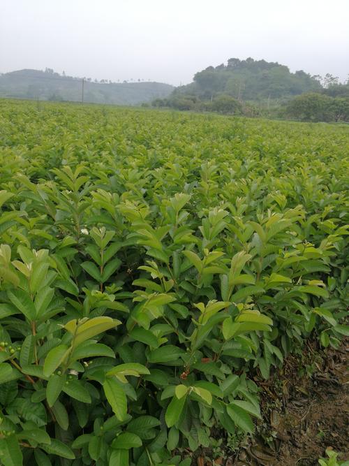 雲南(nán)番石榴苗,雲南(nán)番石榴種植基地