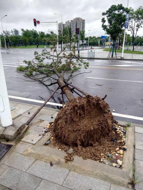 台風吹倒番石榴苗嗎(ma)能活嗎(ma)-台風吹倒的樹(shù)怎麽處理