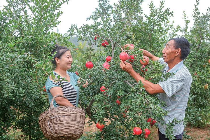 荥陽河陰石榴采摘節示例,荥陽河陰石榴基地采摘