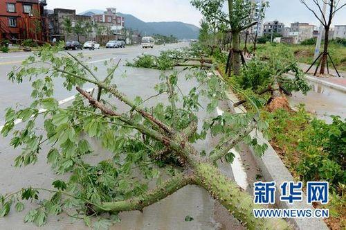 台風吹倒番石榴苗嗎(ma)能活嗎(ma)-台風吹倒的樹(shù)怎麽處理