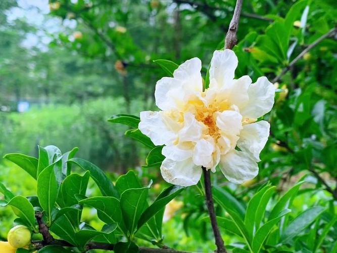 白(bái)色花石榴是啥品種-白(bái)色花石榴是啥品種圖片