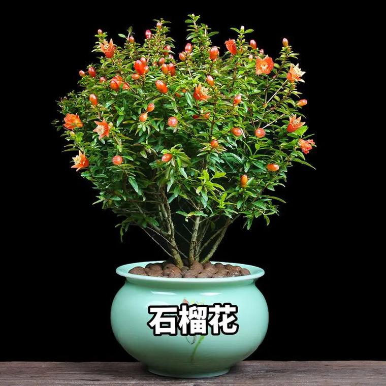 石榴小(xiǎo)村(cūn)花石榴盆景直播,小(xiǎo)石榴花怎麽養護