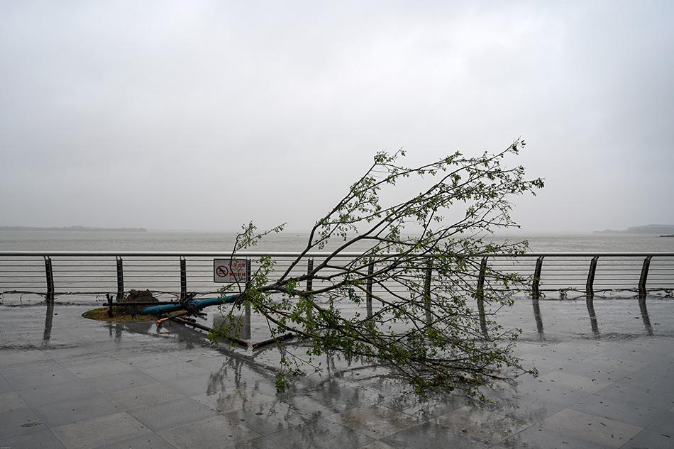 台風吹倒番石榴苗嗎(ma)能活嗎(ma)-台風吹倒的樹(shù)怎麽處理