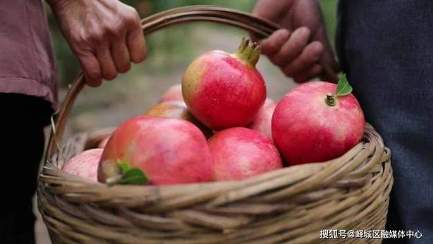 今日果石榴價格,今日果農石榴