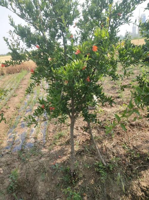 新種植石榴苗冬季注意-石榴樹(shù)苗冬季怎麽過冬