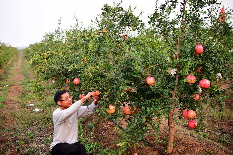 河南(nán)南(nán)陽石榴品種,南(nán)陽石榴種植基地