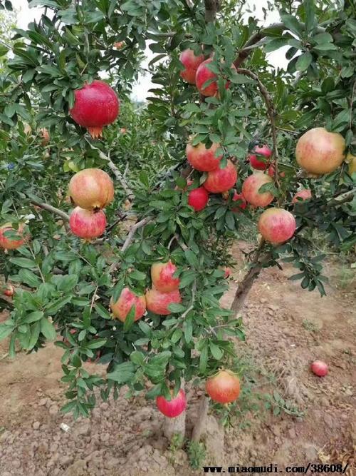 吐魯番河陰軟籽石榴,吐魯番河陰軟籽石榴種植基地