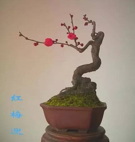 石榴盆景梅花盆景造型,石榴盆景梅花盆景造型圖片大(dà)全