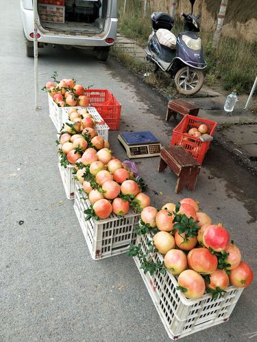 河陰石榴的市場狀況-河陰石榴的市場狀況怎麽樣