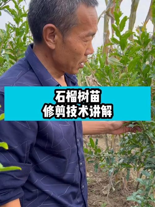 石榴苗修剪時間,石榴苗修剪時間和方法