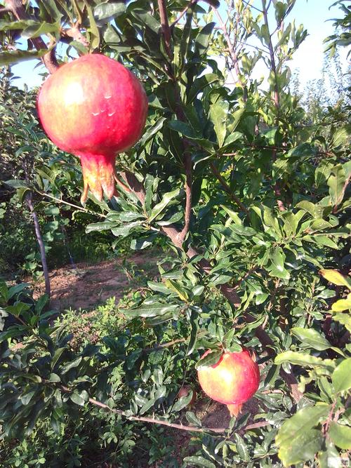 泰山紅石榴4年苗結果嗎(ma)-石榴樹(shù)泰山紅 果實多大(dà)