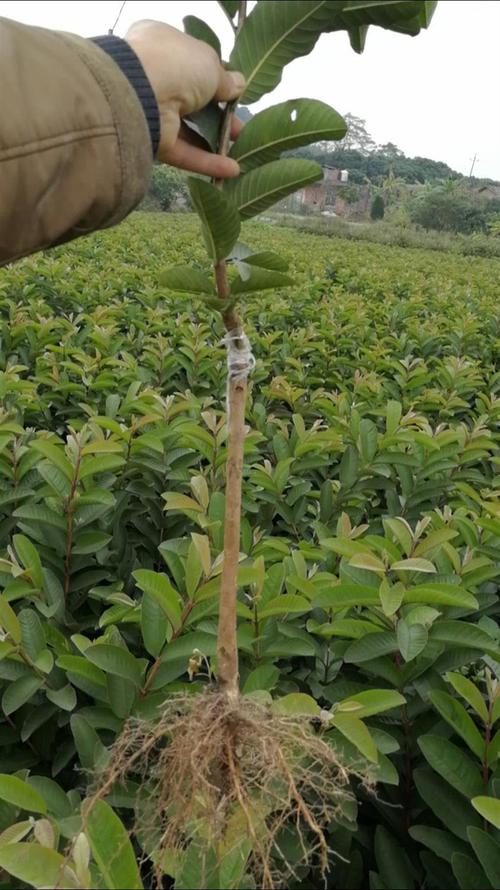 玉林番石榴苗,玉林番石榴種植基地