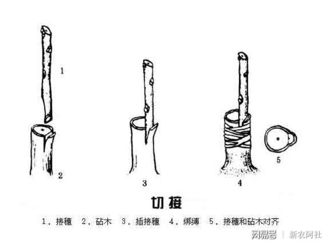 多品種石榴嫁接,多品種石榴嫁接方法