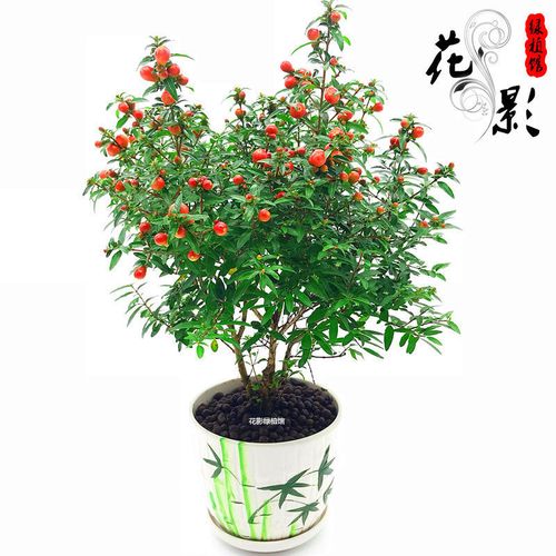 石榴盆景如何養護植物(wù)視頻(pín)-石榴盆景如何養護植物(wù)視頻(pín)講解