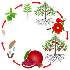 石榴苗科學培育,石榴苗科學培育方法