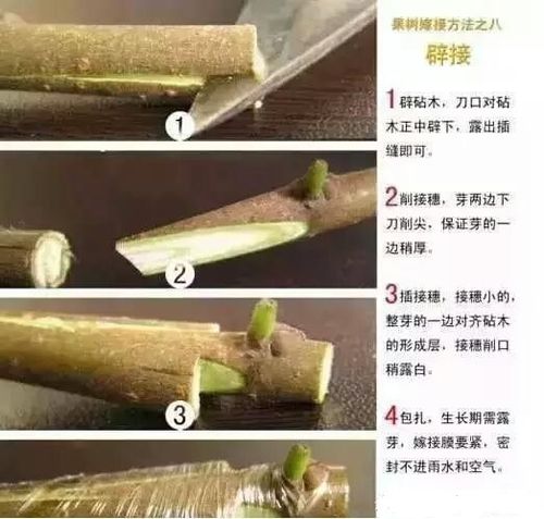 嫁接石榴苗管理,嫁接石榴苗管理方法