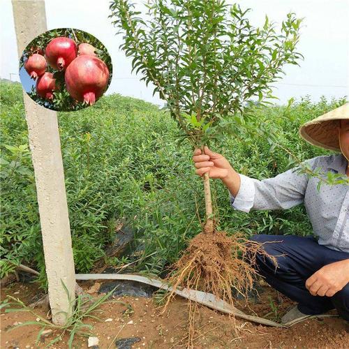 石榴苗好壞,石榴苗什麽樣的好