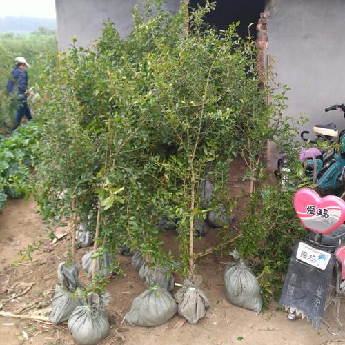 夢見桃樹(shù)長石榴苗了啥意思-夢見石榴樹(shù)都發芽了