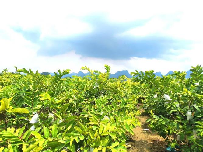 玉林番石榴品種,玉林番石榴種植基地