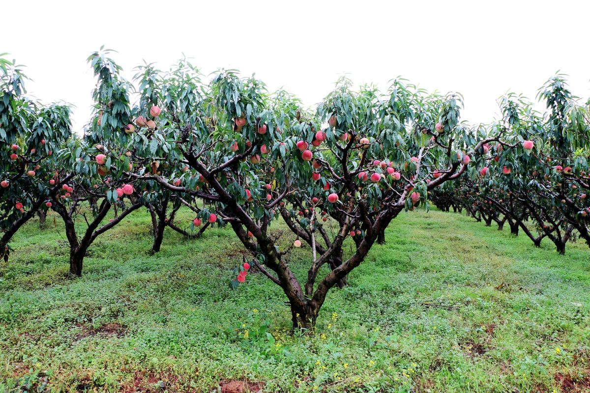 河陰軟籽石榴冬桃,河陰軟籽石榴冬桃種植基地