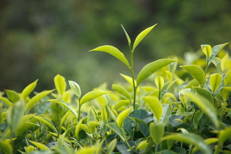 石榴樹(shù)嫩芽茶葉圖片及價格-石榴樹(shù)嫩芽茶葉圖片及價格表