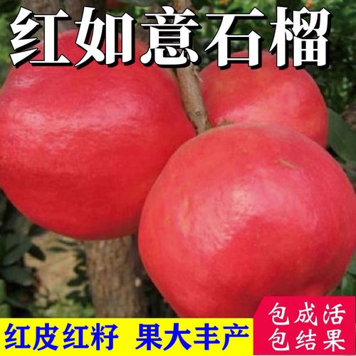 西安紅如意軟籽石榴苗價格-紅如意軟籽石榴産地