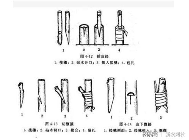 多個品種石榴嫁接,多個品種石榴嫁接方法