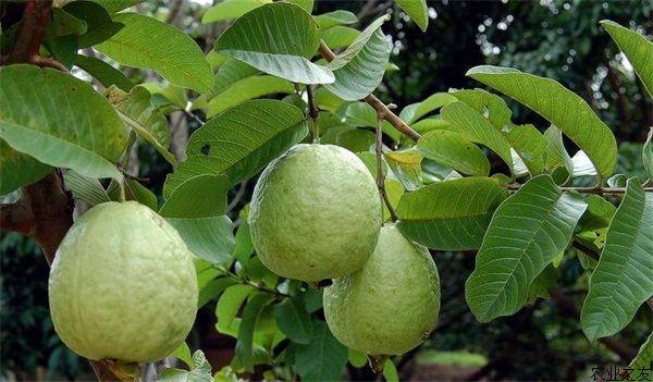 爲什麽四川沒有番石榴品種-番石榴四川可以種植嗎(ma)