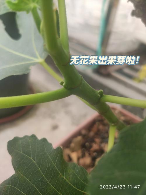 石榴苗不長新芽,石榴苗不長新芽怎麽辦