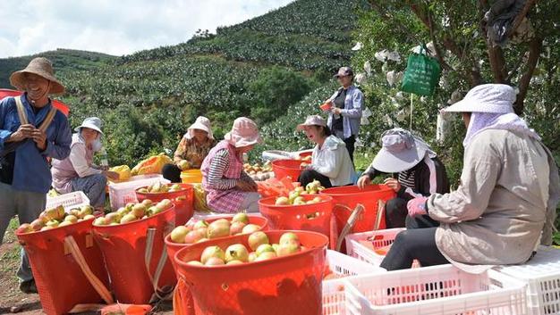 出口越南(nán)石榴價格,出口越南(nán)石榴價格多少