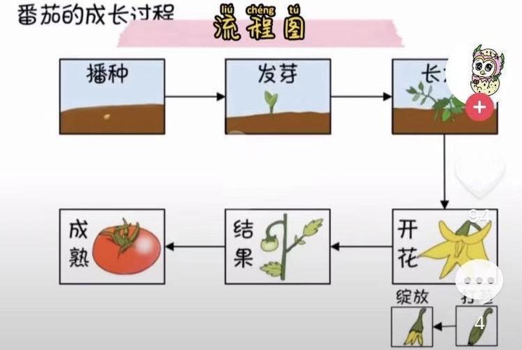 草莓番石榴品種,草莓番石榴的生(shēng)長的周期