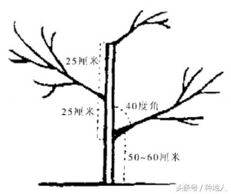 河陰軟籽石榴怎麽剪枝,軟籽石榴如何剪枝